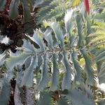 Melianthus major (4)