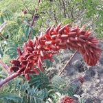 Melianthus major (2)