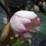 Magnolia Fairy Blush (3)