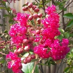 Lagerstroemia indica Fuchsia d'Eté (2)