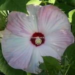 Hibiscus moscheutos Rose Clair (2)