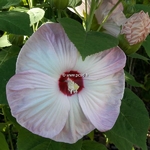 Hibiscus moscheutos Rose Clair (1)