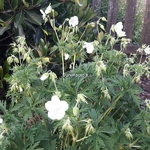 Geranium Kashmir White (2)