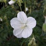 Geranium Kashmir White (1)