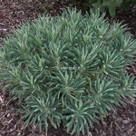 Euphorbia Shorty