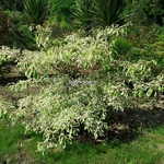 Cornus controversa Variegata