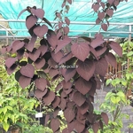 Cercidiphyllum japonicum Rotfucsh (1)