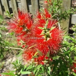 Callistemon Mini Red (3)