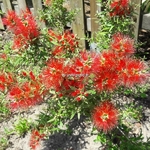 Callistemon Mini Red (2)