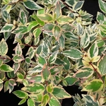 Abelia grandiflora Tricolor Charm (3)