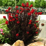 Lagerstroemia indica Black Solitaire Red Hot (1)