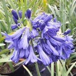 Agapanthus Flower of Love (5)