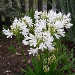 Agapanthus Little Dutch White (2)