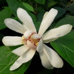 Calycanthus Vénus