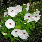 Hibiscus moscheutos Blanc coeur rouge