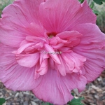 Hibiscus syriacus Magenta Chiffon (1)