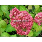 l_hydrangea%20macrophylla%20nymphe