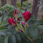 Rosa rugosa Exception (3)
