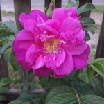 Rosa rugosa Exception (4)
