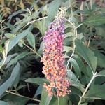 Buddleja x weyeriana Bicolor (2)