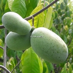 Asimina triloba (4)