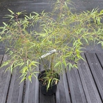 Acer palmatum Koto no Ito (5)