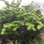 Acer palmatum Mikawa Yatsubusa (2)