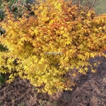 Acer palmatum Orange Dream (2)