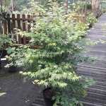 Acer palmatum Orido Nishiki (2)