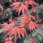 Acer palmatum Phoenix (2)