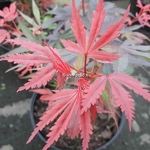 Acer palmatum Shaina (1)