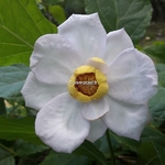 Calycanthus chinensis (1)