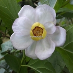 Calycanthus chinensis (2)