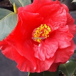 Camellia japonica Holly Bright