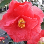 Camellia japonica Holly Bright (3)