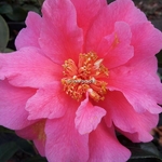 Camellia x williamsii Senorita