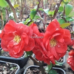 Chaenomeles Scarlet Storm (1)