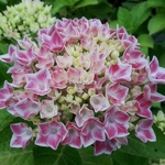 Hydrangea macrophylla Camillia