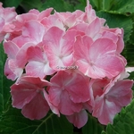 Hydrangea macrophylla La Vie en Rose (2)