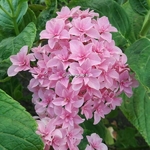 Hydrangea macrophylla Perfection