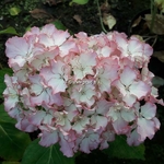 Hydrangea macrophylla Sunny (2)