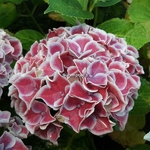 Hydrangea macrophylla Tivoli (1)