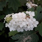 Hydrangea quercifolia Snowqueen (4)