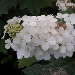 Hydrangea quercifolia Snowqueen (6)