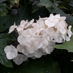 Hydrangea quercifolia Snowqueen (7)