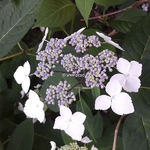 Hydrangea serrata Garyswood (2)