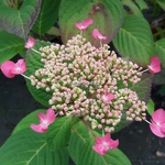 Hydrangea serrata Santiago (1)