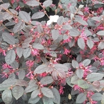 Loropetalum chinense rubrum Fire Dance (1)