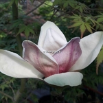 Magnolia Sunsation (2)