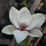 Magnolia Sunsation (1)